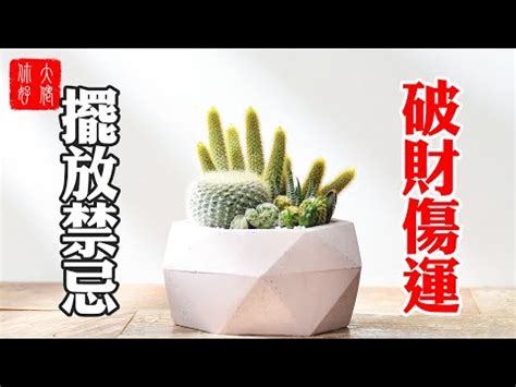 仙人掌風水陽台|【陽台種仙人掌】究竟陽台種仙人掌是吉是兇？一本滿足你所有疑。